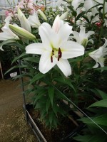 [5229 Pangea VZ No01.JPG]